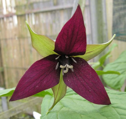 Trillium erectum